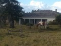 Prime grazing land - Kenton on Sea