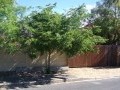 Family home, Boston, Bellville 18