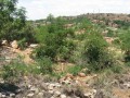 Vacant Freehold Residential Stand Wilkoppies  1